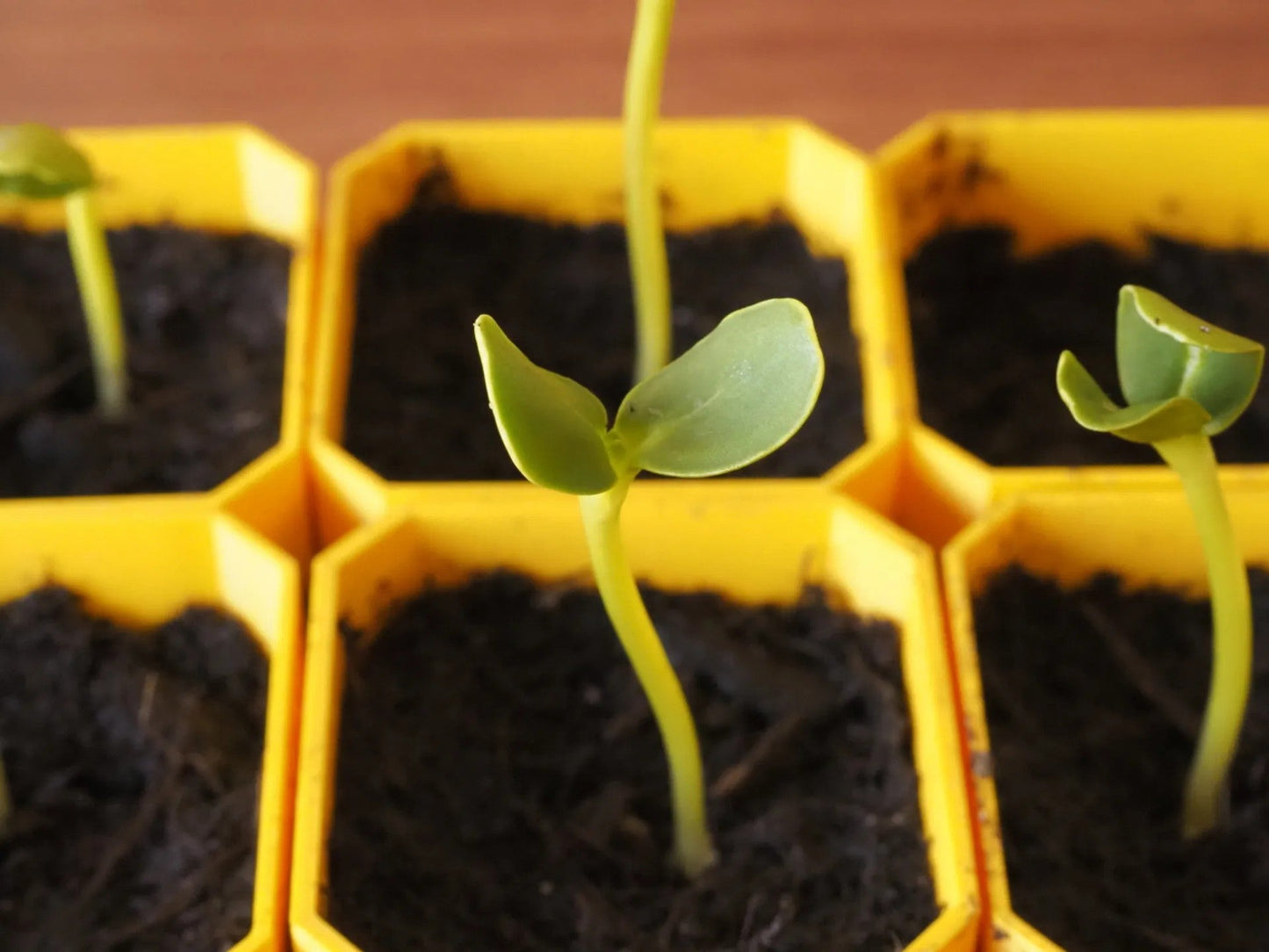 Close-up of the 3x3 Self-Watering Seedling Starter Kit featuring young seedlings in yellow modular pots, ideal for beginner gardeners.