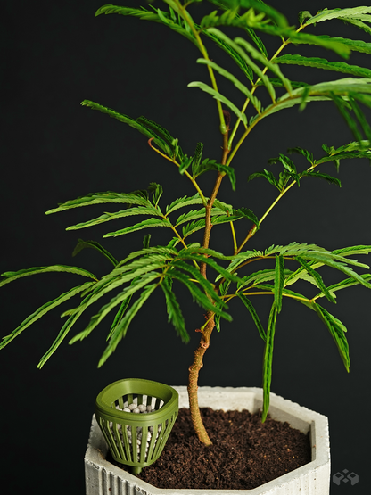 Internal Fertilizer Basket with Lid - Essential Planter Add-On for Indoor & Outdoor Plants