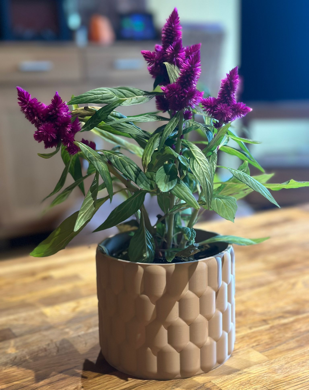 Helix Cell Planter - Modern Sculptural Indoor Planter with Textured Design