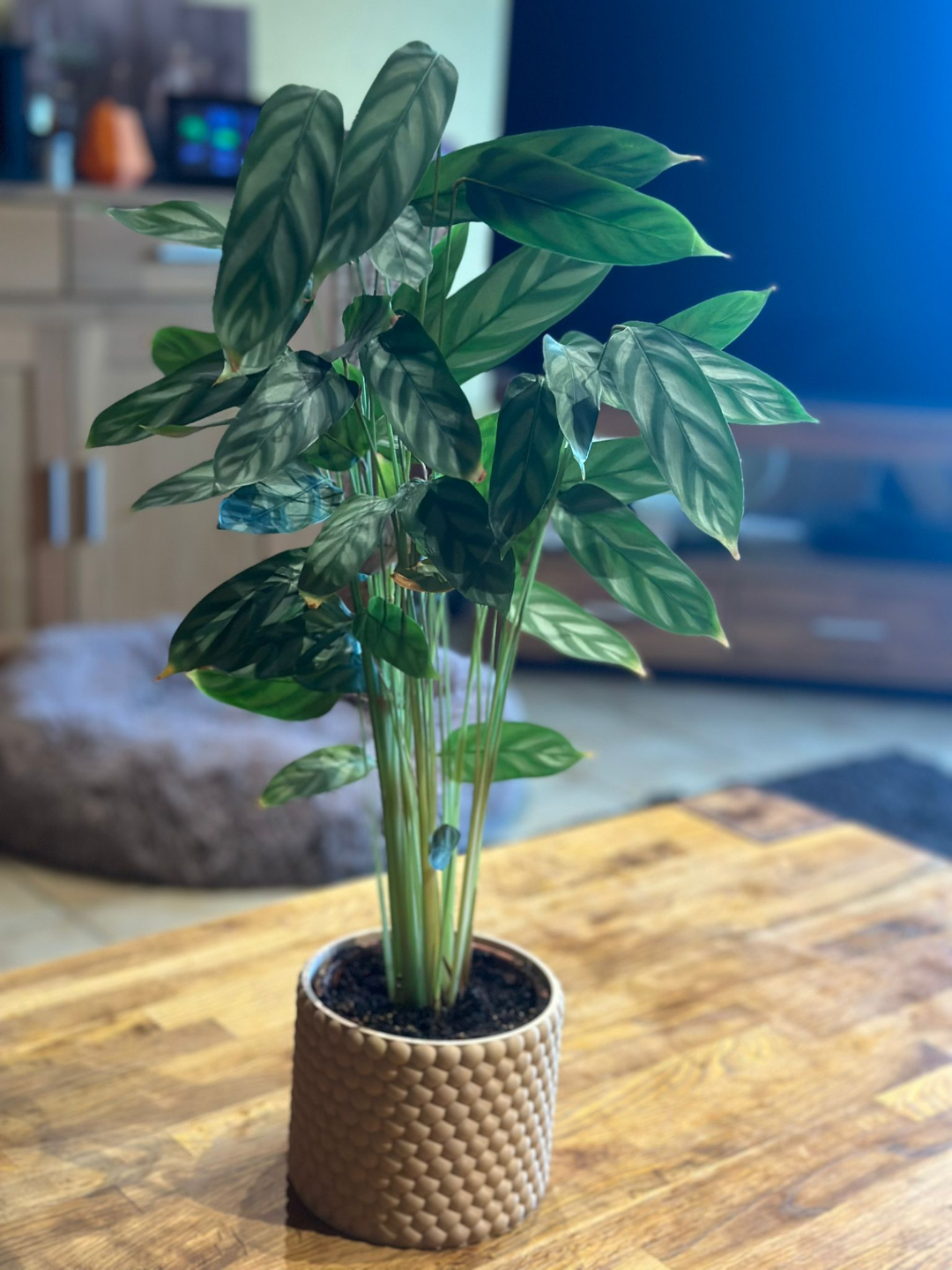 Helix Scale Planter - Architectural Indoor Planter with Scale Texture