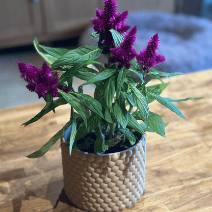 Helix Scale Planter - Architectural Indoor Planter with Scale Texture