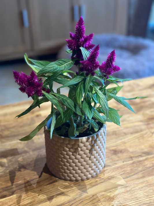 Helix Scale Planter - Architectural Indoor Planter with Scale Texture