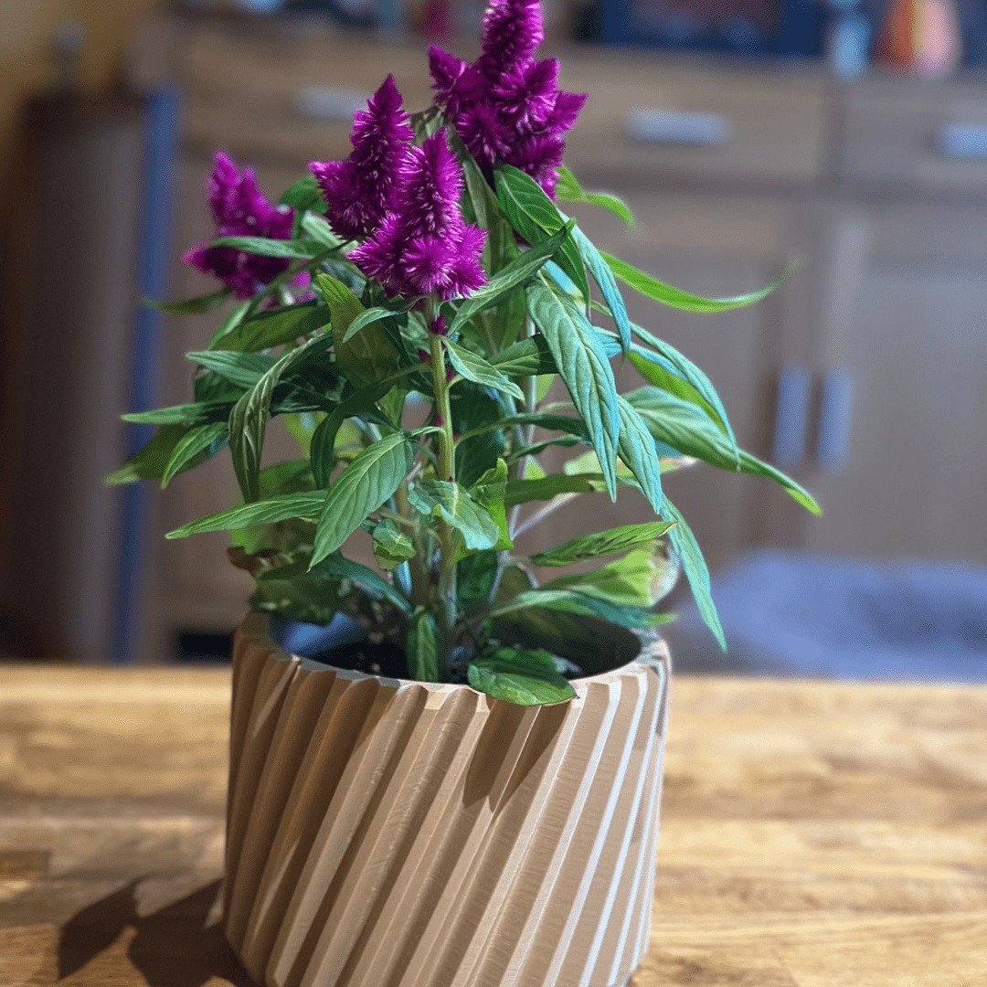 Helix Ridge Planter - Spiral Ridge Sculptural Indoor Planter