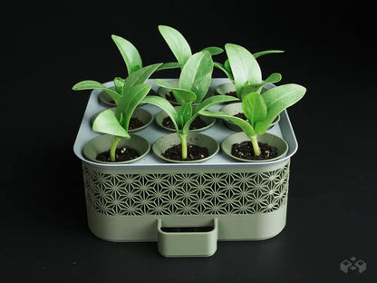 Self‑Watering Seed Starter with Greenhouse Cover