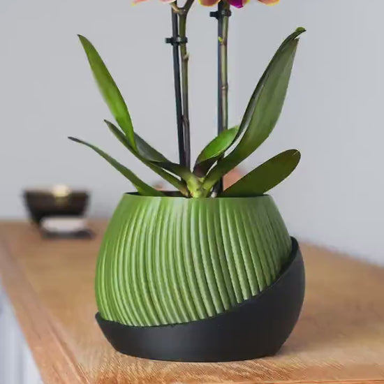 Bloomcrest Planter - Sculptural Indoor Pot with Matte Black Base | Minimalist Japandi Accent for Modern Living Spaces