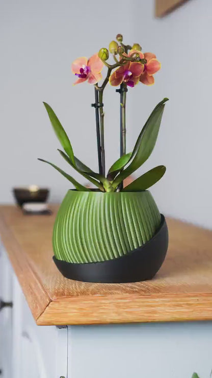 Bloomcrest Planter - Sculptural Indoor Pot with Matte Black Base | Minimalist Japandi Accent for Modern Living Spaces